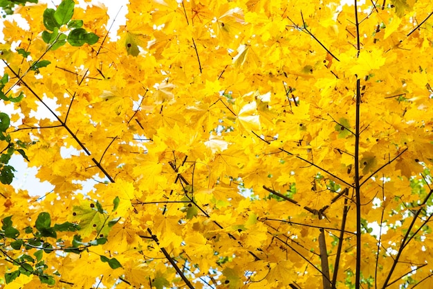 숲에서 단풍 나무의 무성 한 노란색 단풍
