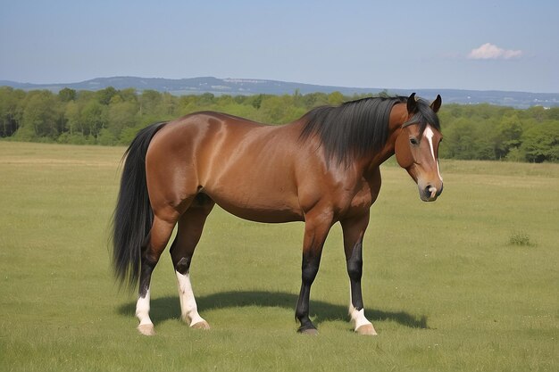 Photo lusitania mare on the meadow