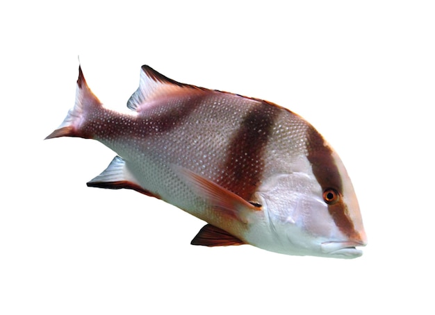 Lutjanus sebae 熱帯魚