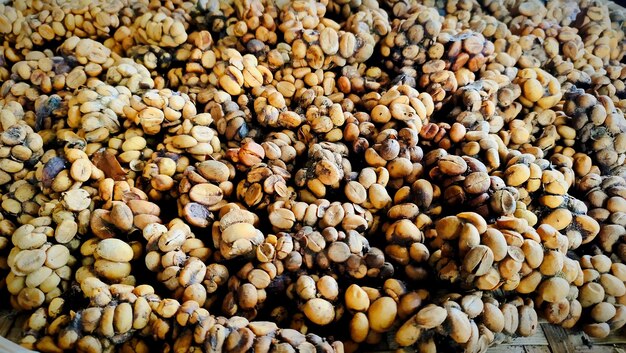 Photo luwak coffee beans