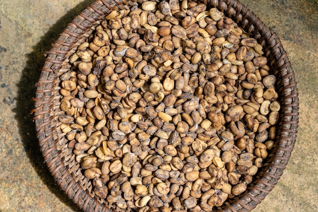Luwak-koffie, onreine koffiebonen, close-up. Kopi luwak is koffie met gedeeltelijk verteerde koffiebessen die worden gegeten en uitgepoept door de Aziatische palmcivetkat. Eiland Bali, Ubud, Indonesië