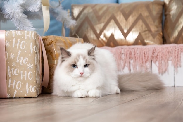 Luxe kattenragdoll bewaakt cadeautjes onder de kerstboom. Katten en Nieuwjaar. Kerstcadeaus en decoraties. Blauwogige katten. Huisdecoratie. Dromen komen uit. Nieuwjaarscadeau is kat.