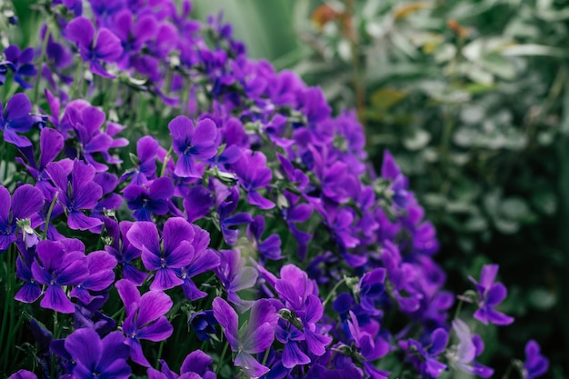 Luxe levendige violette bloemen van getuft viooltje bloeien met groene bladeren in bloembed in de tuin. Tuinieren, ansichtkaart, plantkunde, tuinbouw, natuurconcept. Close-up, soft focus, kopieer ruimte.