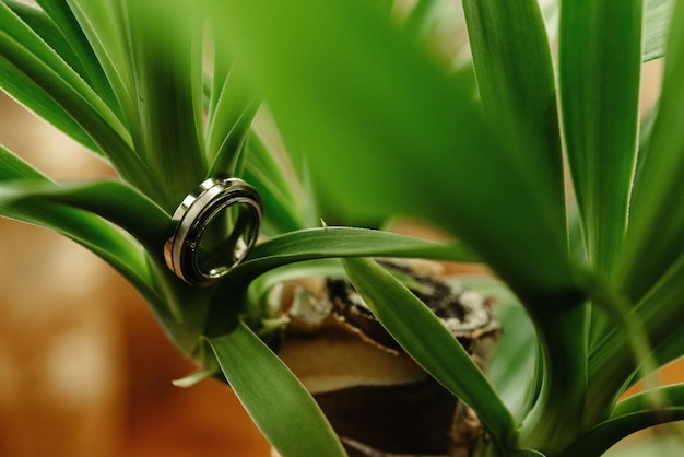 Luxury gorgeous wedding rings with diamonds on beautiful green plant