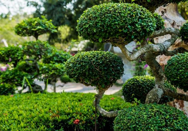 Luxury landscape design of the tropical garden.