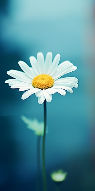 Luxury Mobile Wallpaper Elegant Daisy On Blurred Background