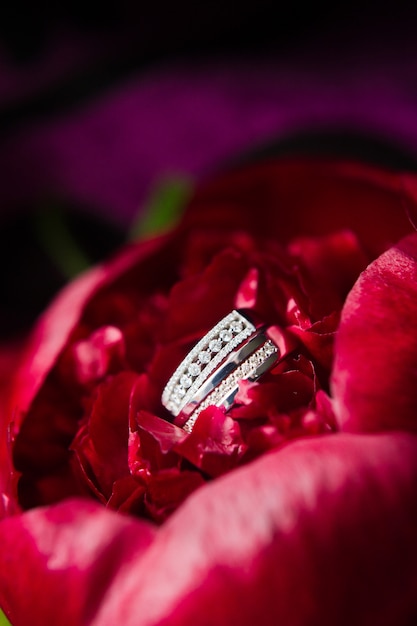 Luxury wedding rings with diamonds in white gold, close up.