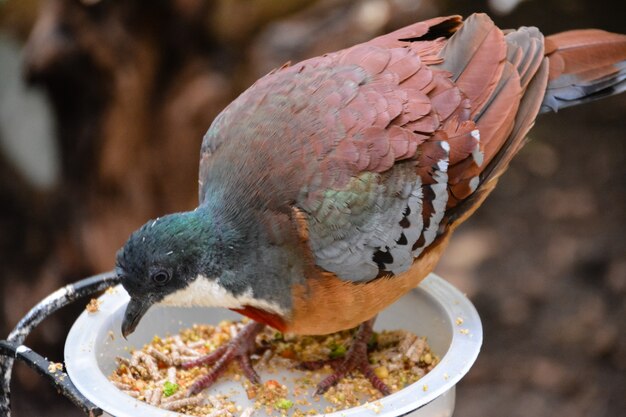 Luzon spurgo-cuore (gallicolumba luzonica) mangiare mangime nell'alimentatore. il cuore sanguinante di luzon è una delle numerose specie di colombe del genere gallicolumba chiamate 