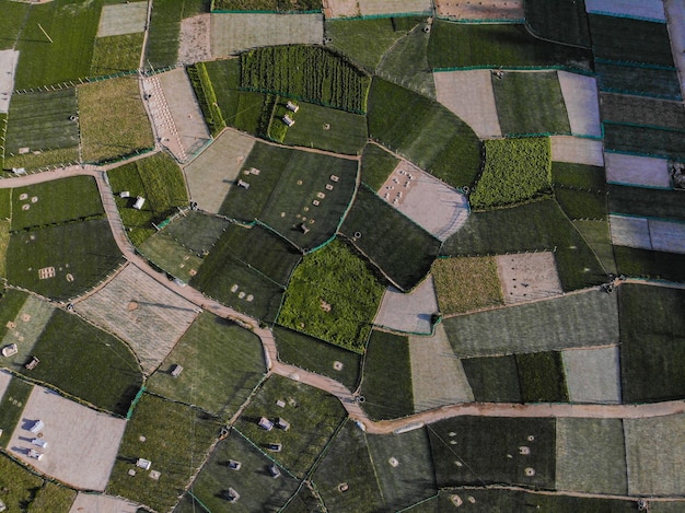 Photo ly sons garlic field