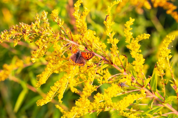 Lycaena phlaeas は、黄色の花から花粉を集める小さな銅蝶または一般的な銅蝶です。