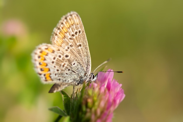 Lycaenidae blue butterfly closeup on a clover flower