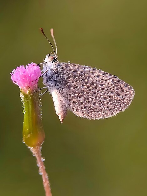 Lycaenidae Polyommatus