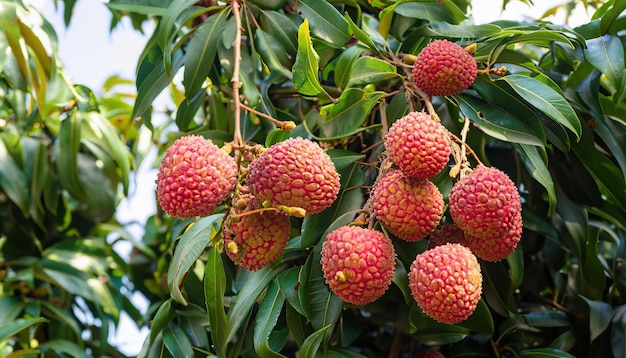 Lychee-boom vol met Lychee-fruit