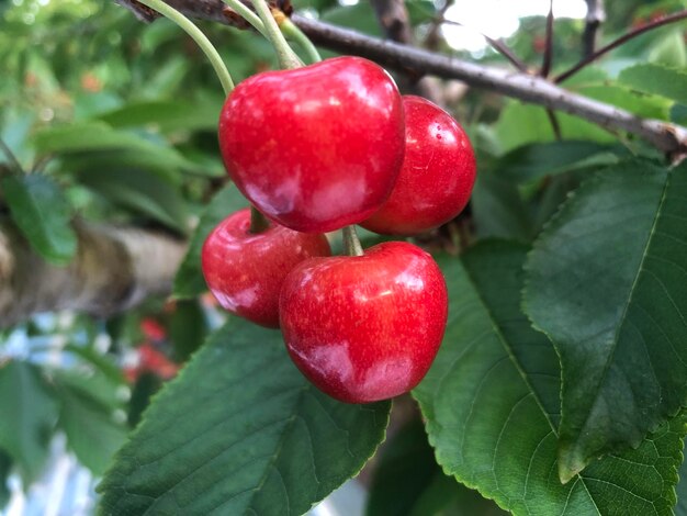 リーチの果実は鮮やかな赤色で 濃い緑の葉があります