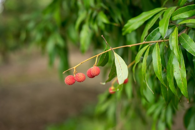 Foto frutti di litchi della thailandia sugli alberi.