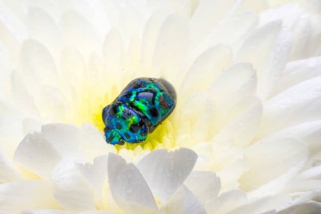 Photo lychee shield bug, spotted cucumber beetles