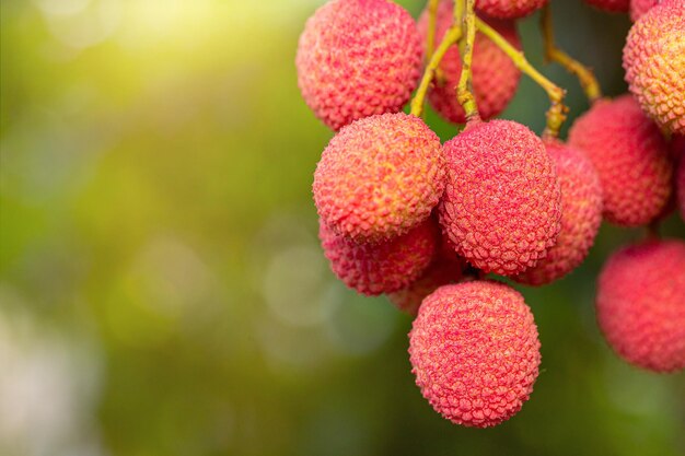 Lychee on tree