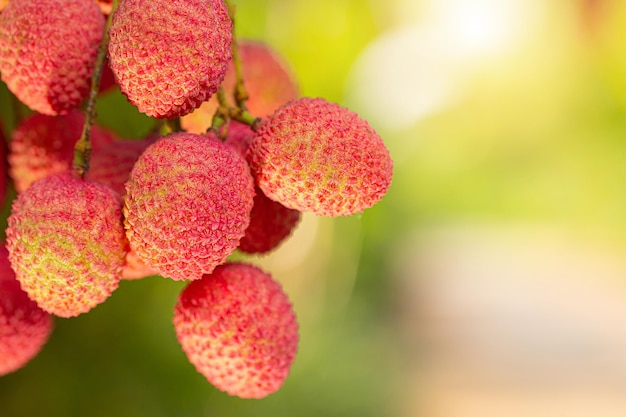 Lychee on tree