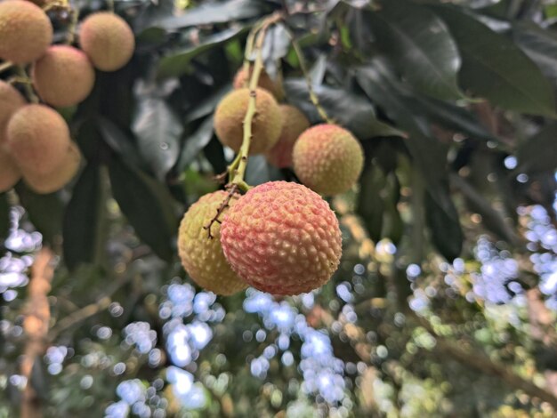 Lycheefruit op een boom