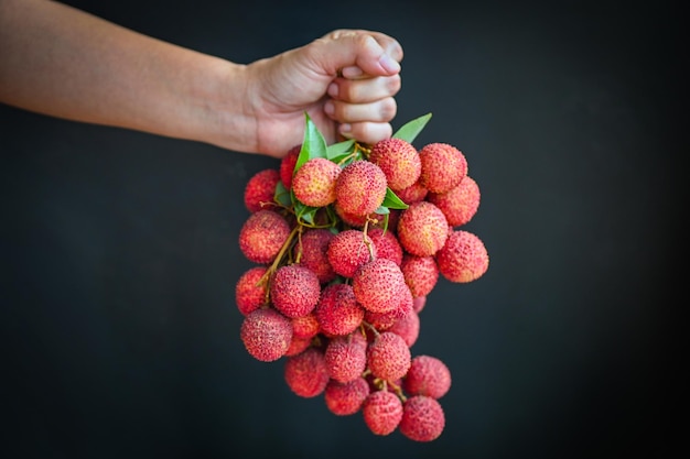 Lychees on hand and black background fresh ripe lychee fruit tropical fruit lychees in Thailand