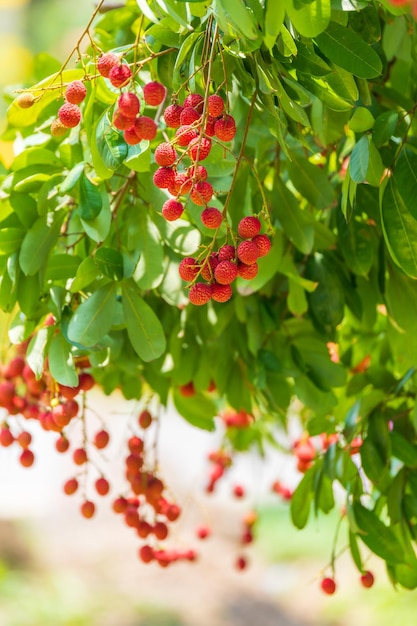 Lychees on the treeFresh Lychee Fruits