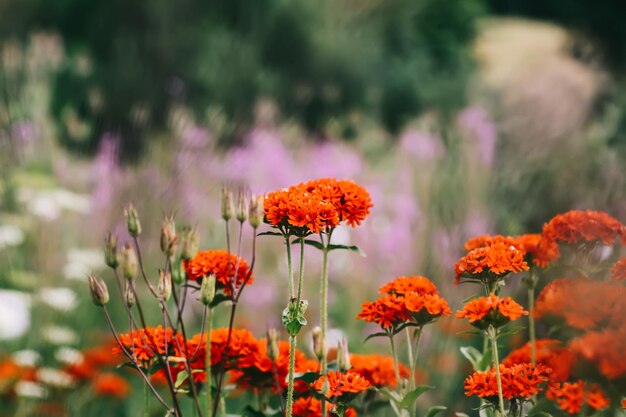 Photo lychnis flowers in flowering season