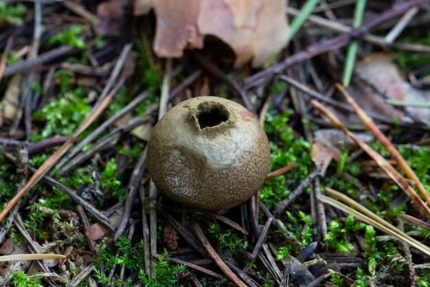 とげのあるパフボールまたは春のパフボールとして一般に知られているLycoperdonechinatum-完璧なマクロの詳細