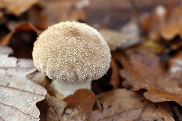 写真 lycoperdon perlatum