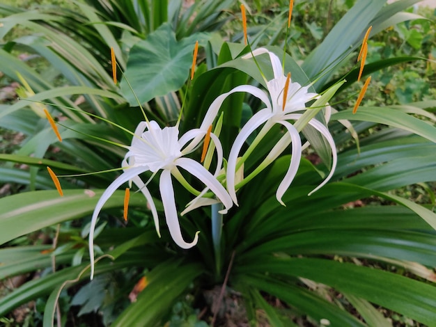 Lycoris radiata bloem, herfstbeeld.