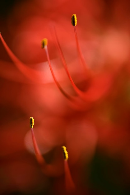 Lycoris radiata rode spin rode magische opstanding of orkaan lily lijk of equinox bloem plant in de amaryllis-familie