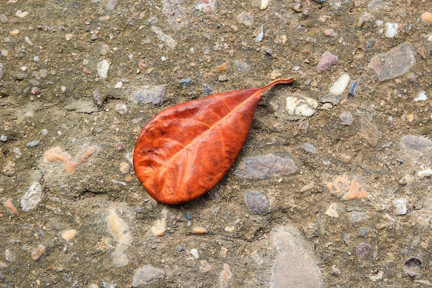 Lying autumn leaves on a cement floor