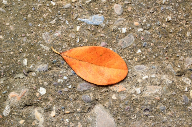 Lying autumn leaves on a cement floor