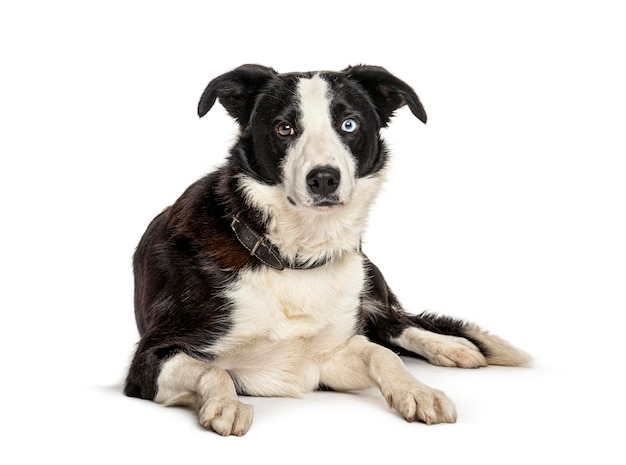 Lying black and white Border collie dog isolated on white