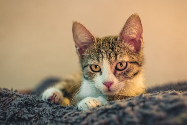 Лежащая кошка с широко открытыми глазами красивая молодая кошка
