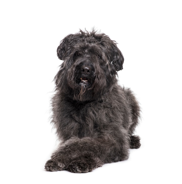 Lying down Bouvier des Flandres Dog