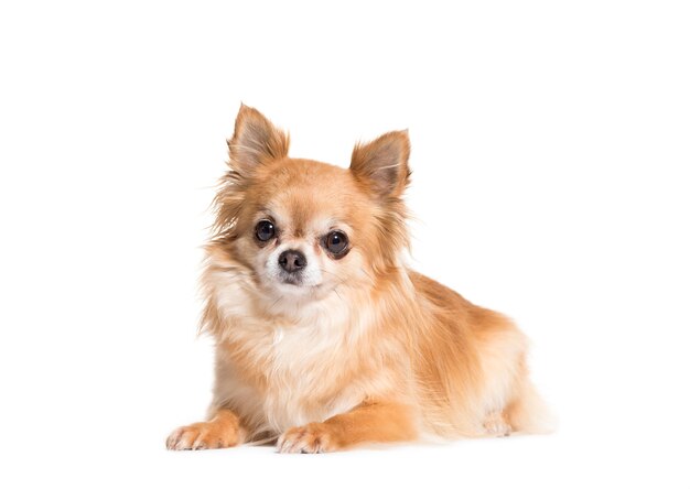 Lying down brown Chihuahua dog, isolated