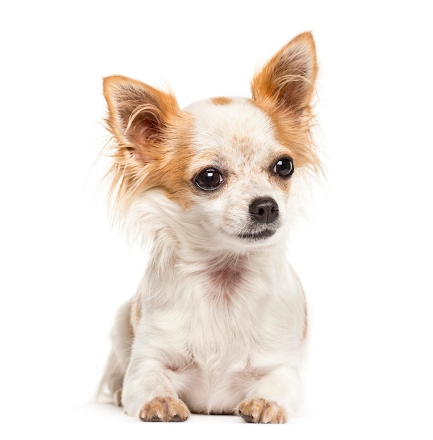 Lying down Chihuahua, isolated on white