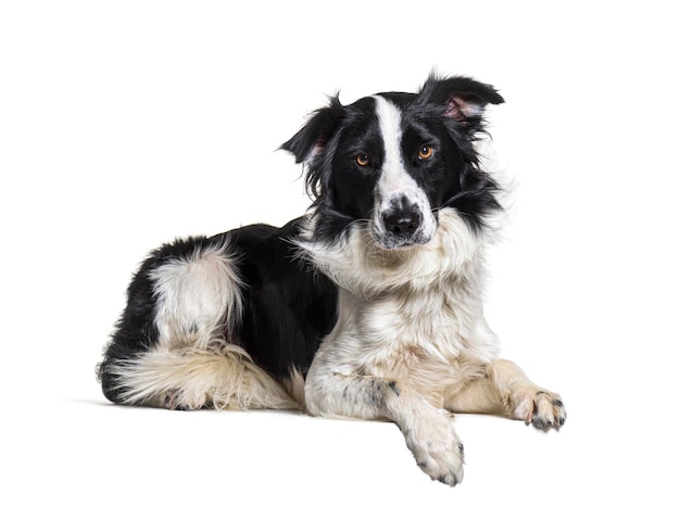 Lying down on a empty board Border collie dog looking at the camera isolated