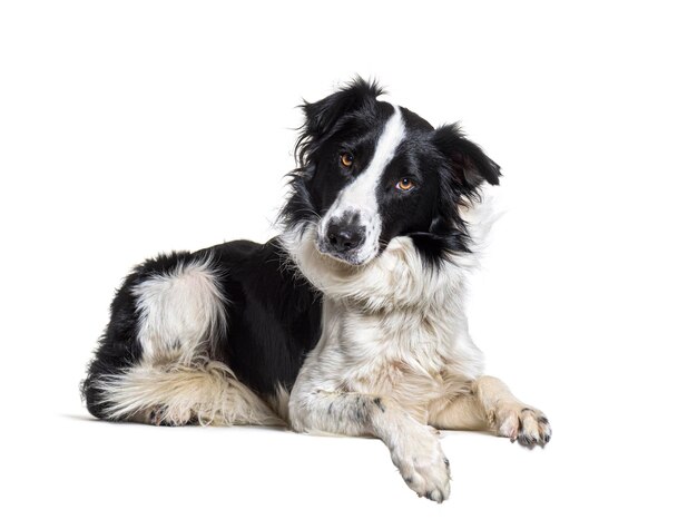 Lying down on a empty board Border collie dog looking at the camera