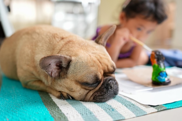 Lying French Bulldog Next to Little girl at home