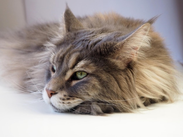 Lying gray Maine Coon cat