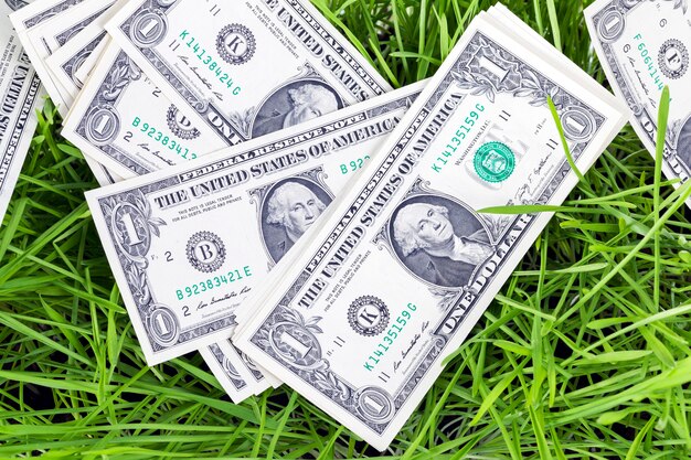 Photo lying on green sprouts of wheat or other cereal one-dollar bills, closeup