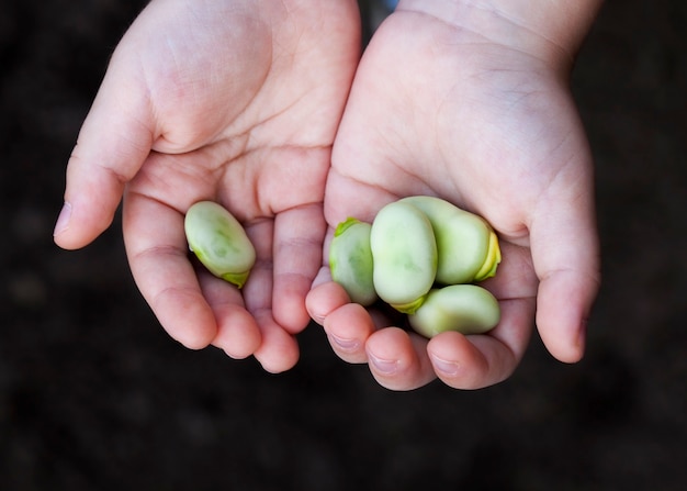 Sdraiato nella mano del frutto verde morbido di fagioli maturi, agricoltura