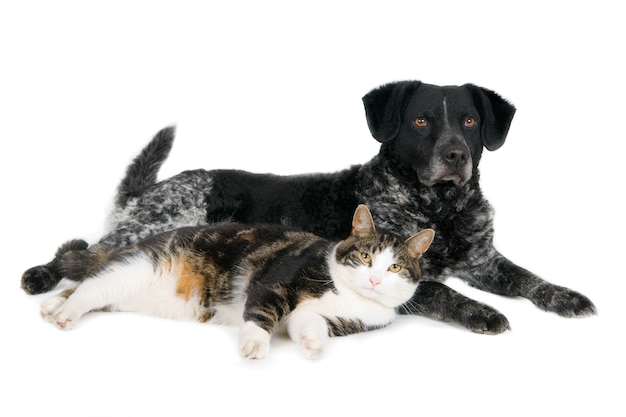 Lying looking cat together with crossbreed dog. On white.