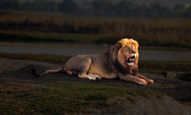 Photo lying male lion at riverside