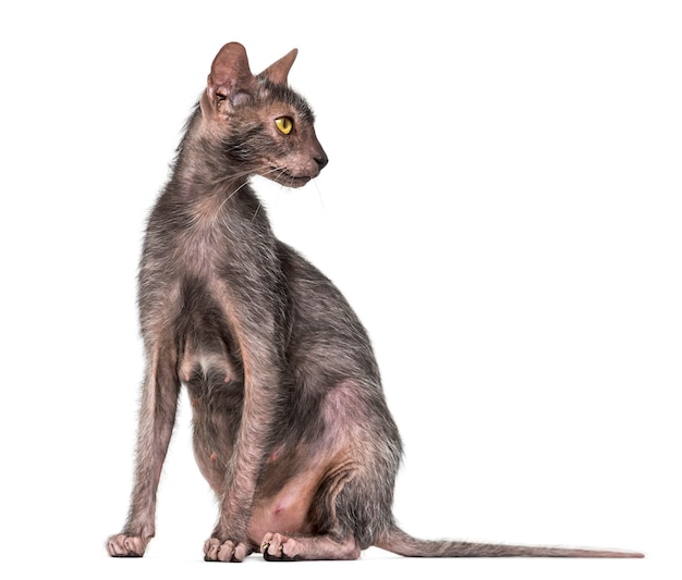 Lykoi cat, also called the Werewolf cat