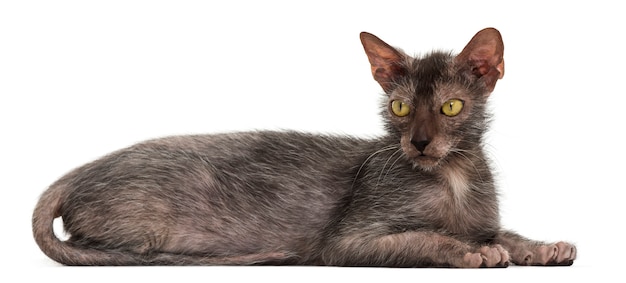 Lykoi cat, also called the Werewolf cat