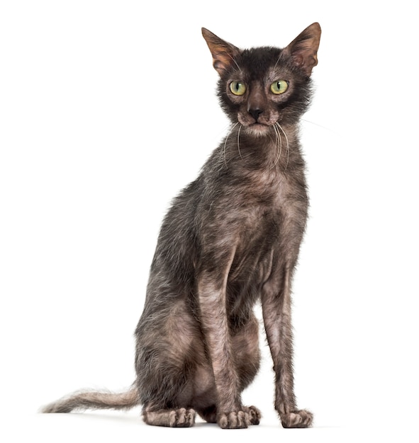 Lykoi cat, also called the Werewolf cat