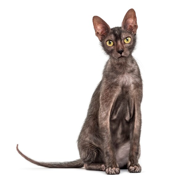 Lykoi-kat, ook wel de weerwolfkat genoemd