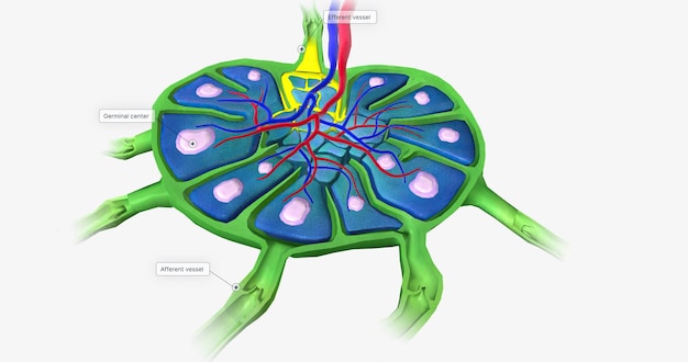 Photo lymph nodes are beanshaped organs distributed along the lymphatic vessels